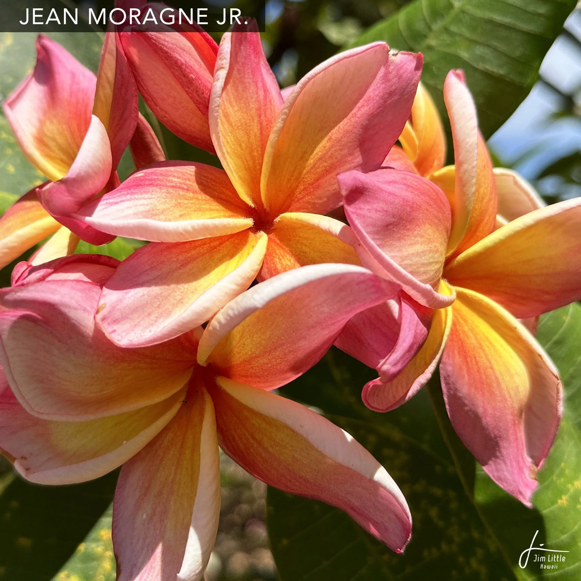 Moragne — Jim Little Plumeria JAPAN
